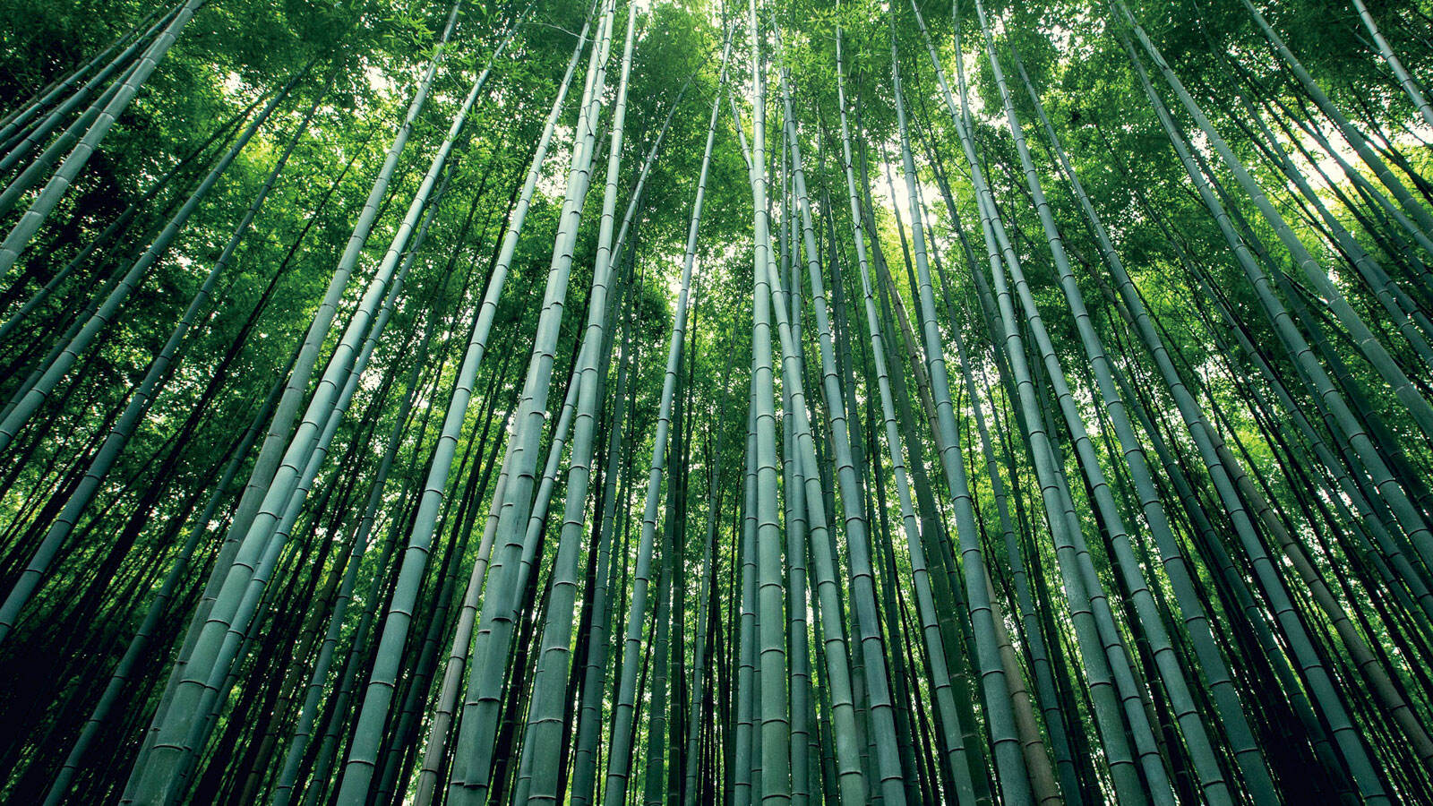 High quality disposable products from the bamboo's place of origin