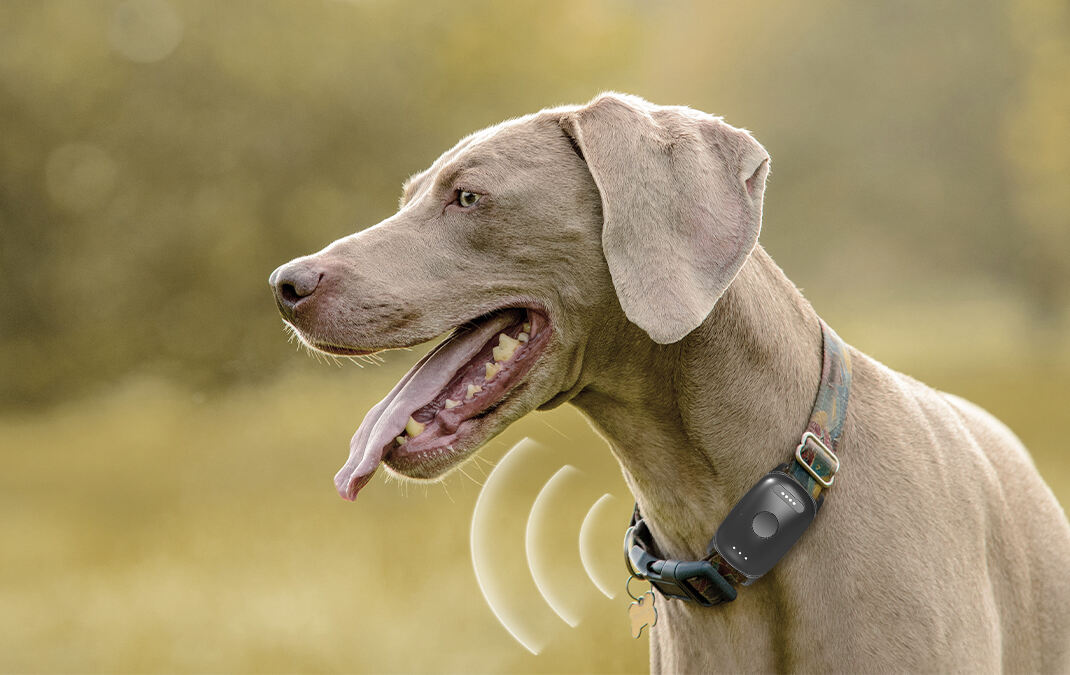 A Complete Guide to Installing and Using Pet GPS Trackers