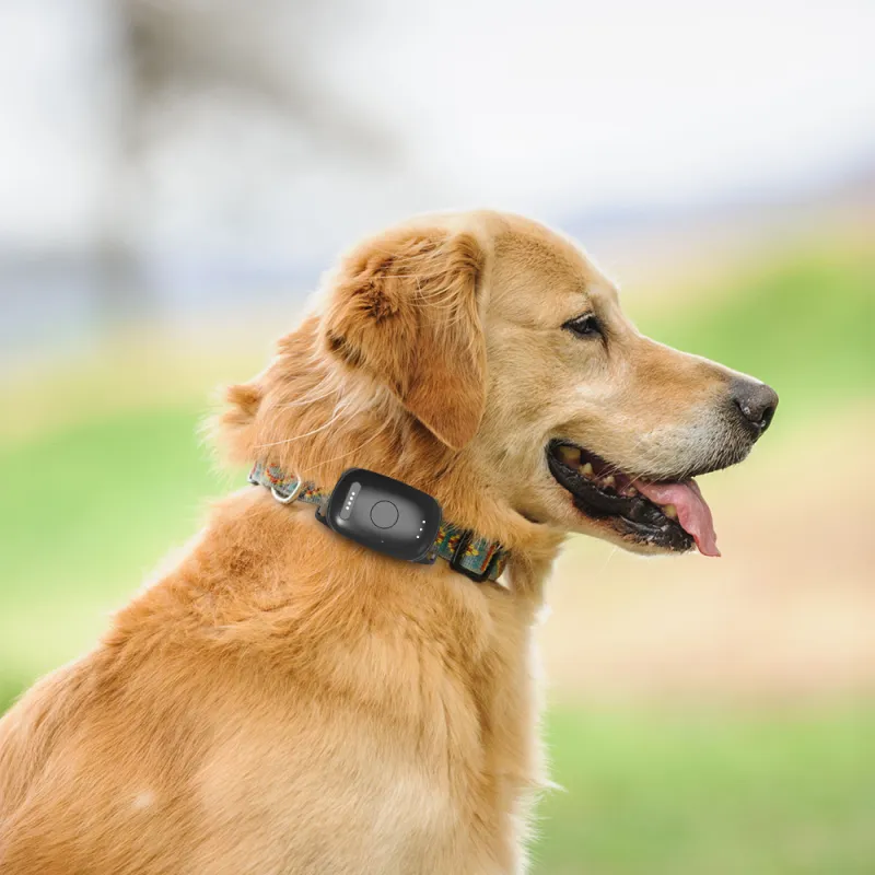 Convenient GPS Online Tracking Platforms for Pets