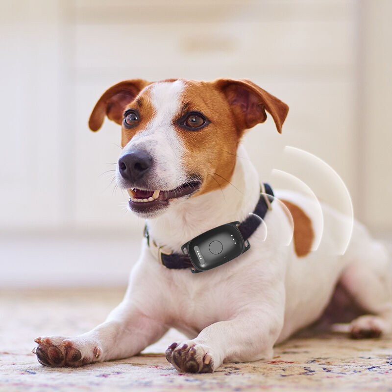 thumbnail image 2 of GBVP Smart Pet Tracker For Dogs - No Monthly Fee! Works With Find My App (iOS Only) - Black Case 2 of 3