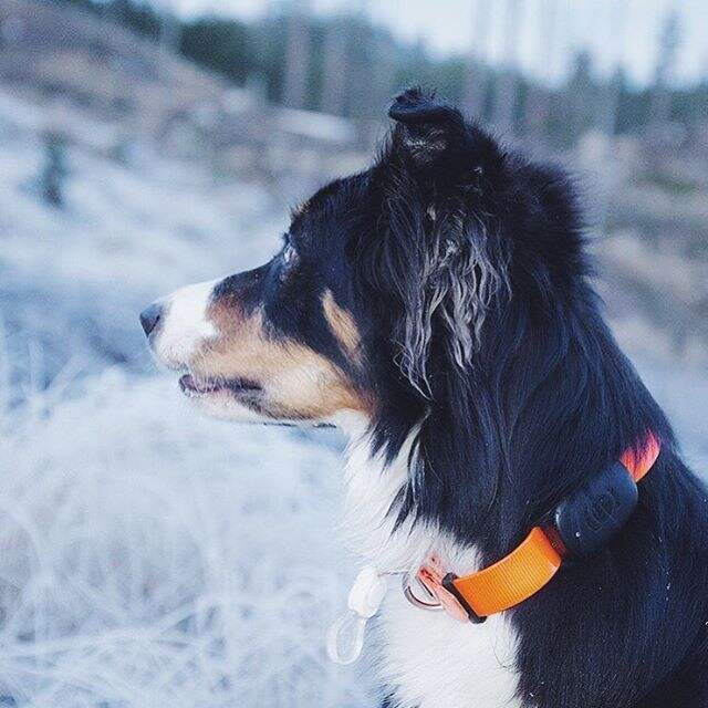 Comprehensive Communication and Training Features for Enhanced Dog Management