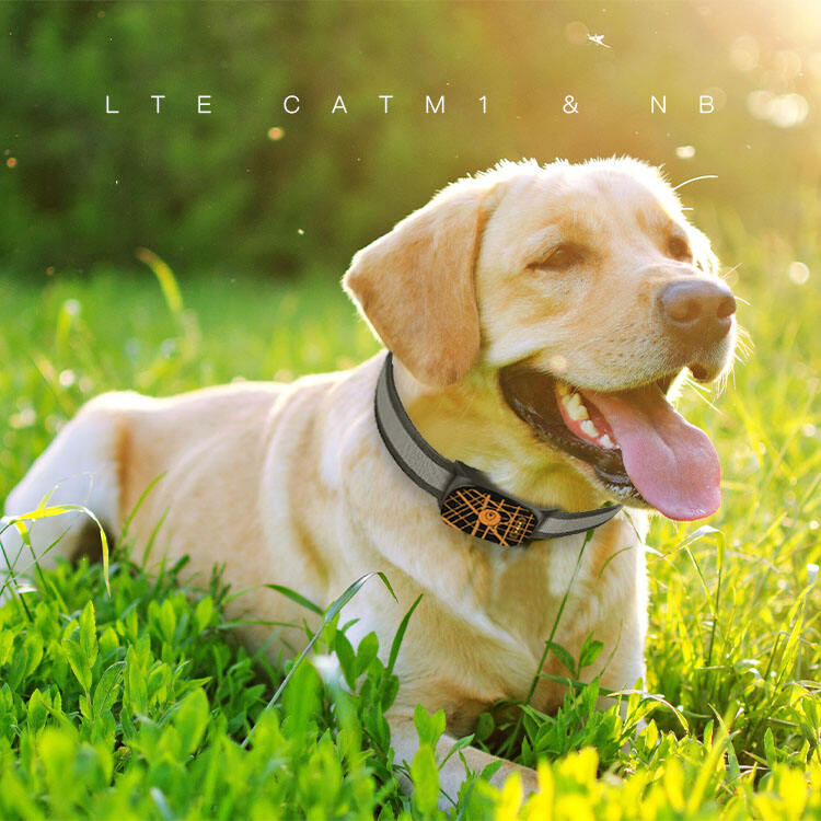 Интеллектуальный монитинг здоровья и активности