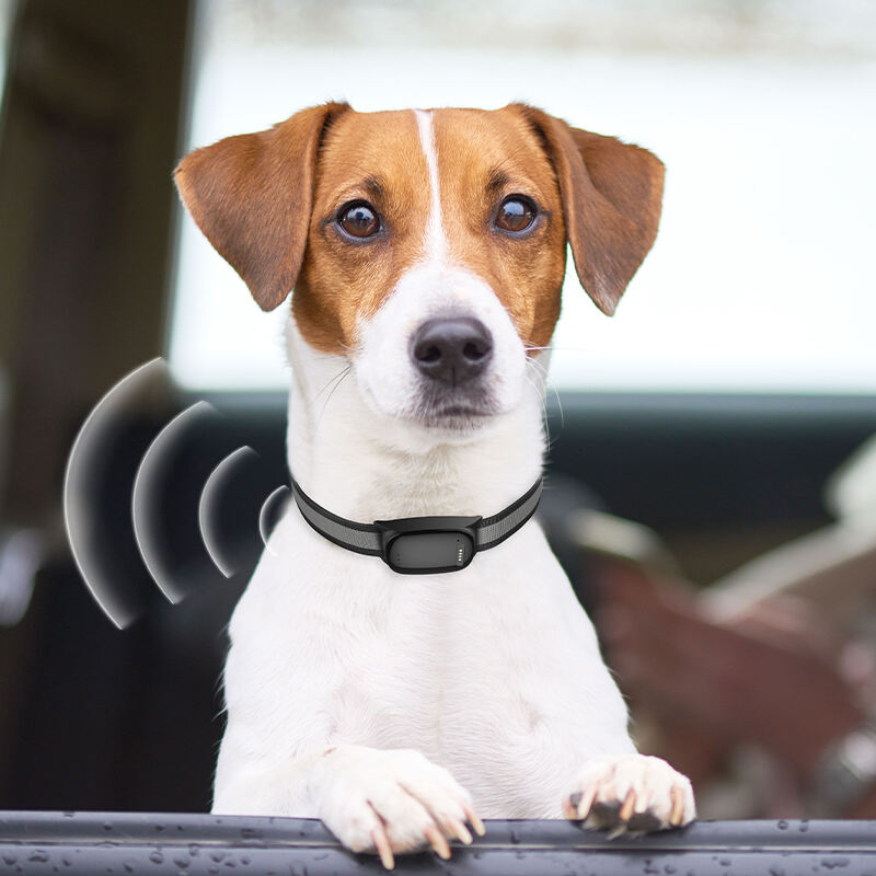 Ultra-Lehký Design Optimalizovaný pro Malé Plemena