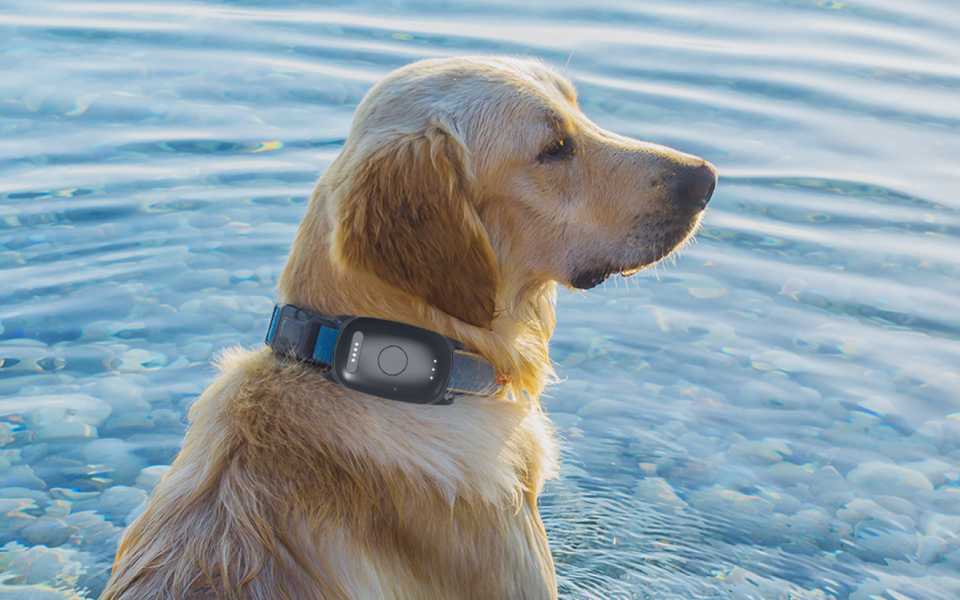 EV-201M Geofence Alarm Dog GPS Tracker