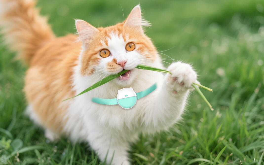 Technical Advantages of Eview GPS Technology's Pet Tracking Devices