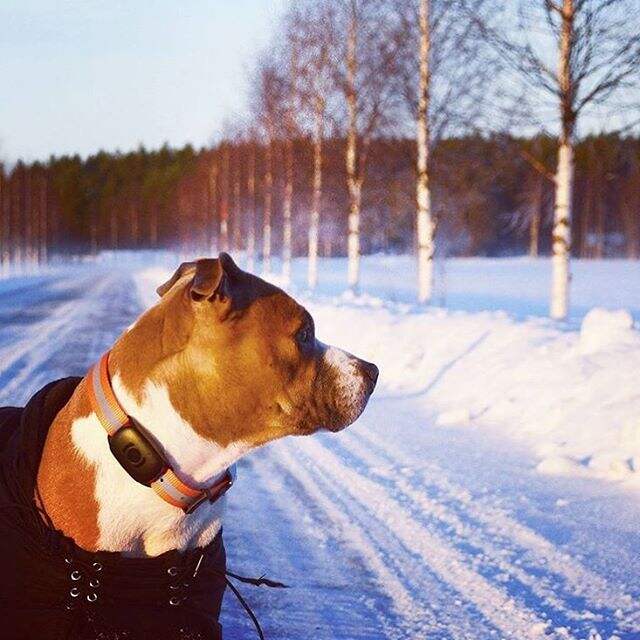 Intelligent Multi-Level Training and Behavioral Correction Technology