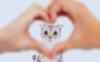 Kartu SIM apa yang harus saya gunakan?