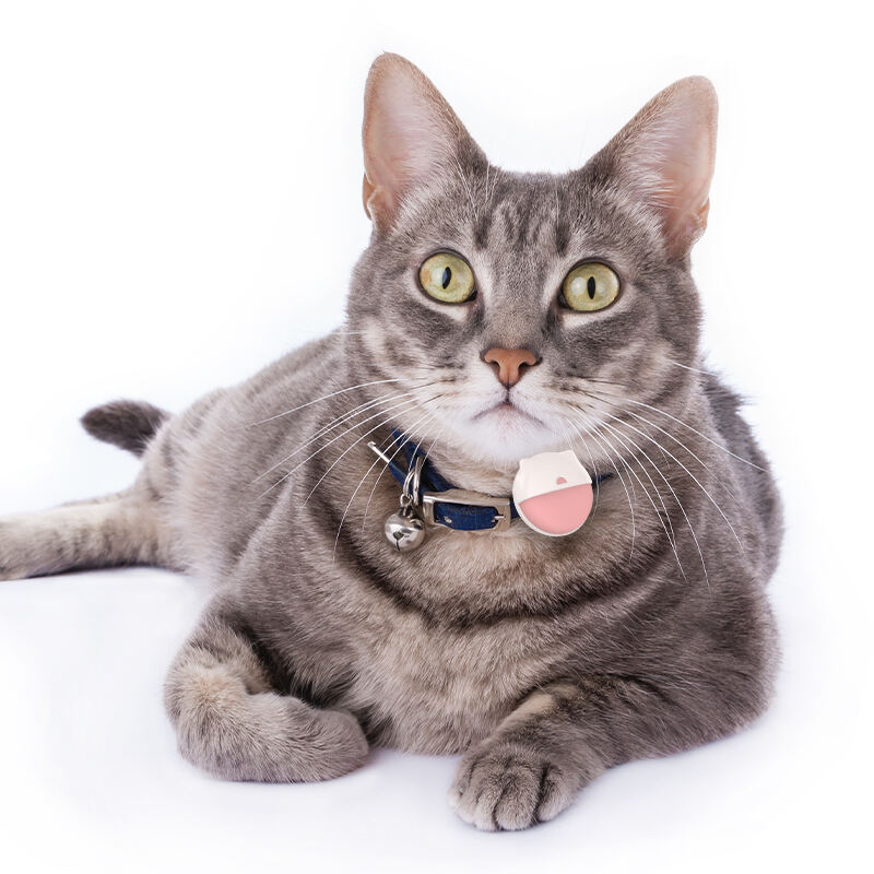 Keep Your Cat Safe with Eview GPS: Real-Time Tracking & Geo-Fencing