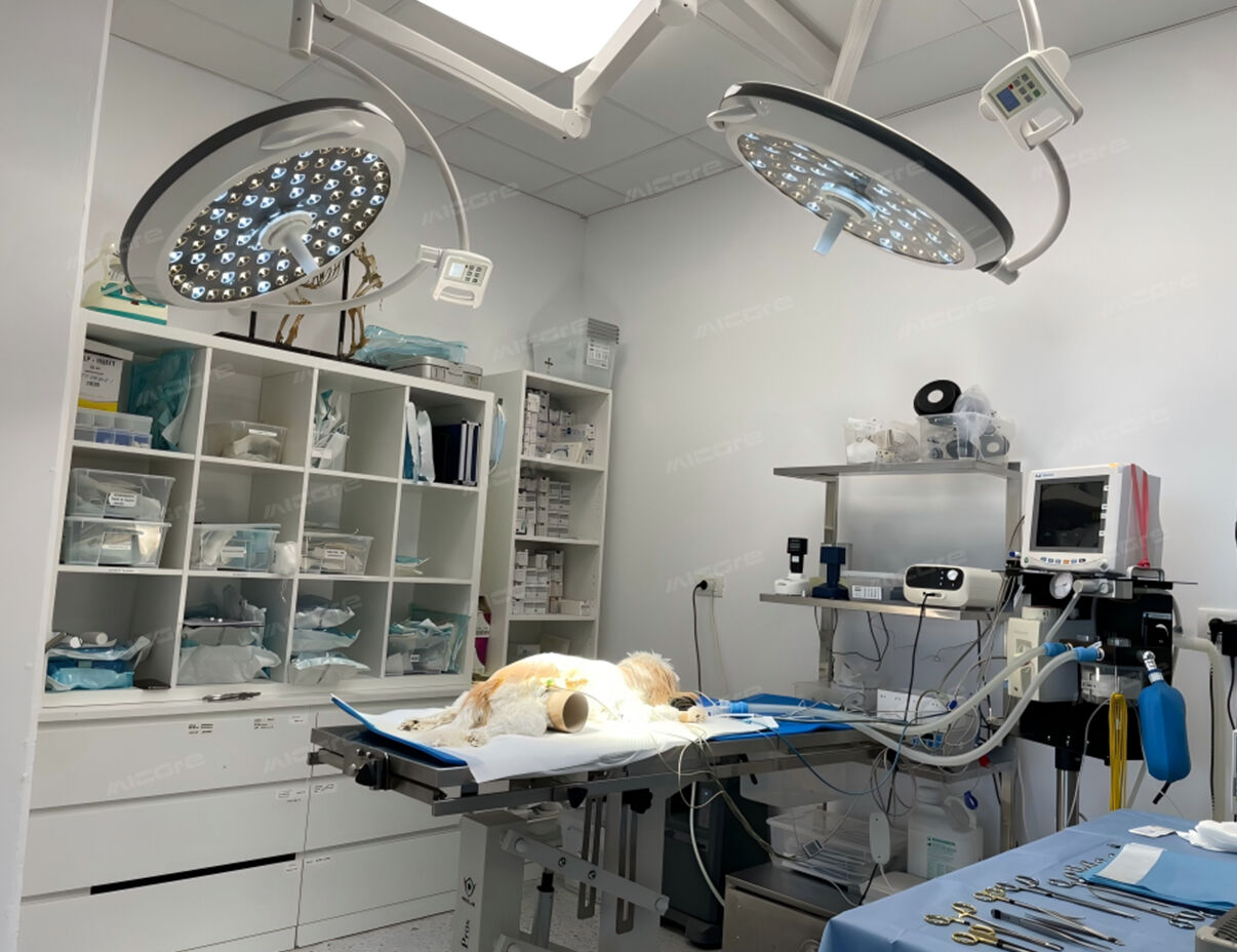 案例三 罗马尼亚宠物医院.jpg