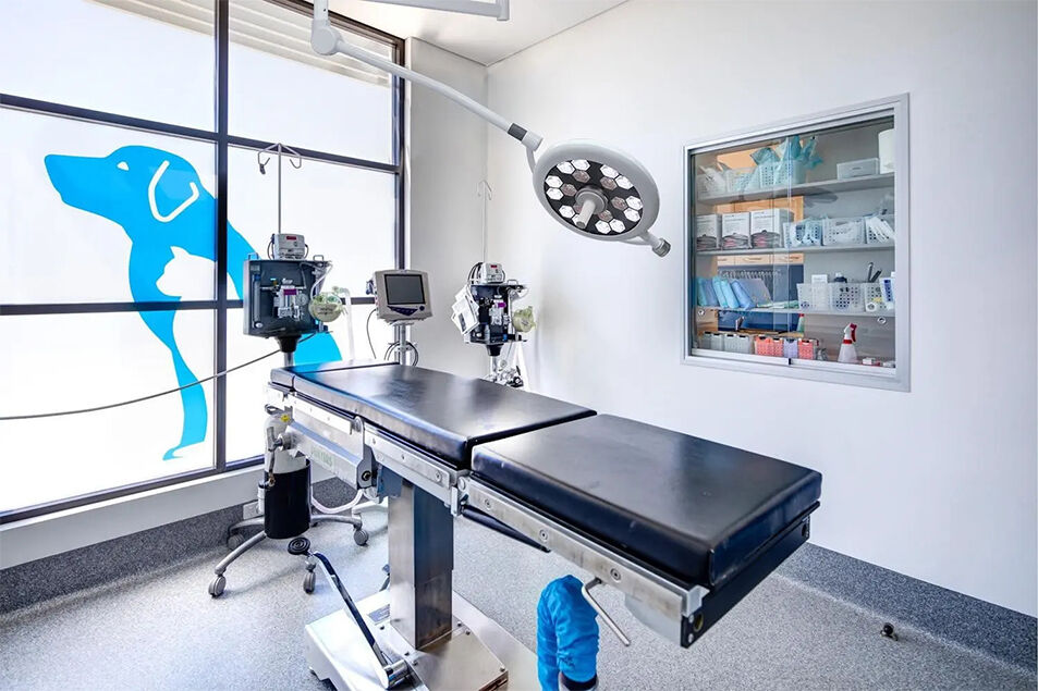 Surgical Examination/veterinary Examination/Medical Beauty