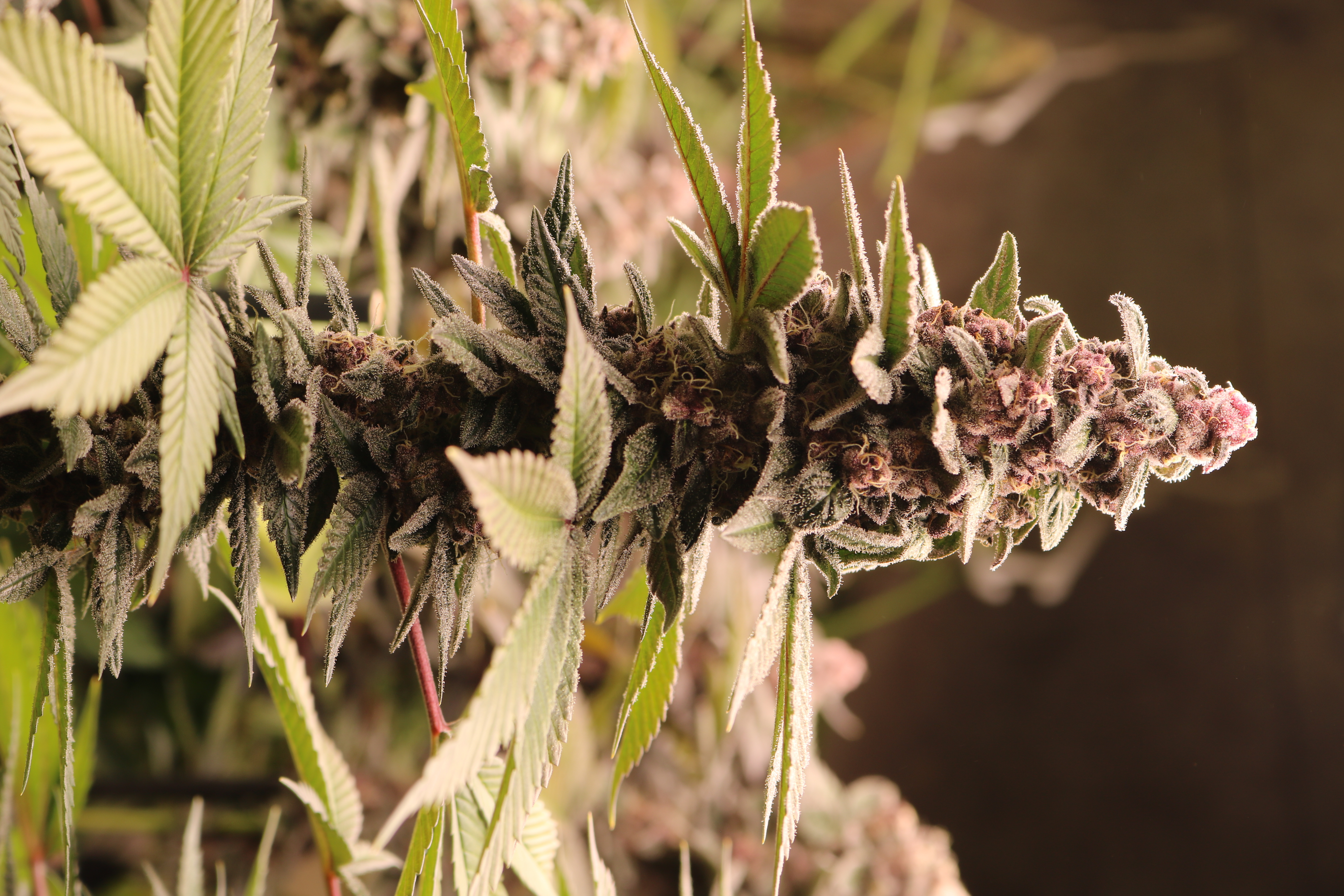 Growing with Lucius 720W LED grow light