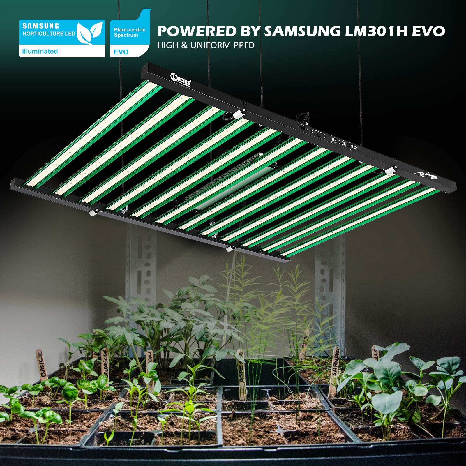 Lucius Blue label 1200W LM 301H EVO LED Grow Light With UV IR