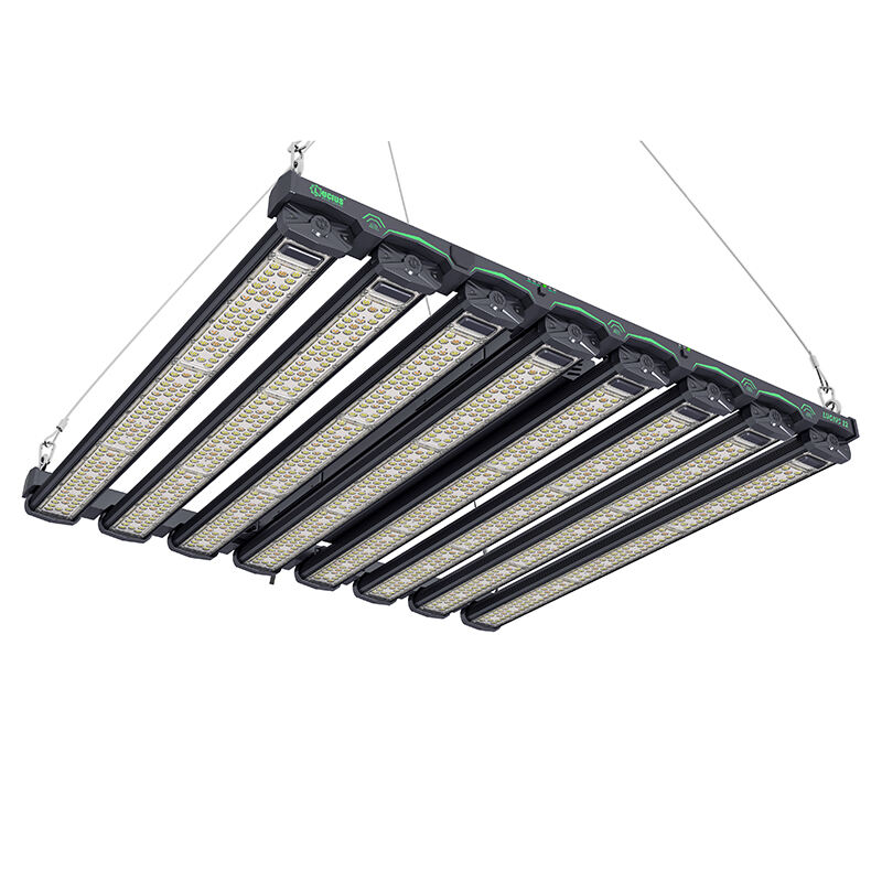 Lucius 12 Gold Label 1200w LM 301H EVO Luz de cultivo LED de alta intensidade