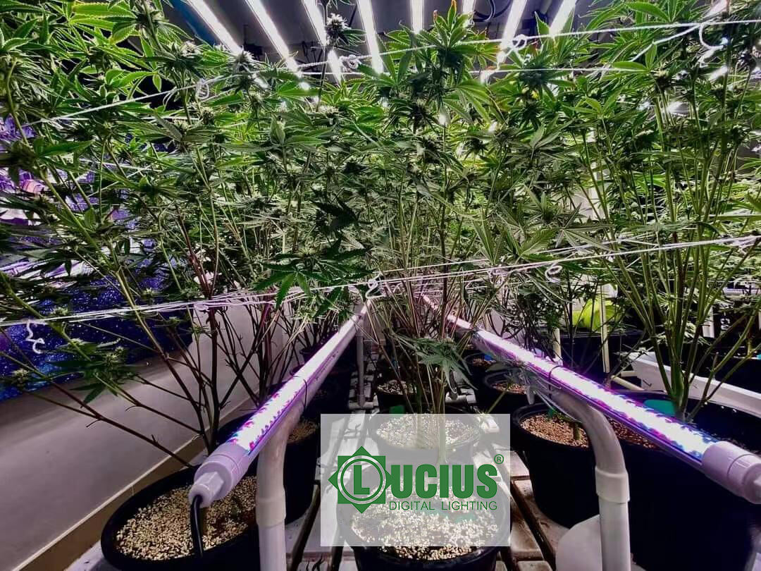 Check out these lush plants thriving under our Lucius T8 Tube grow lights!