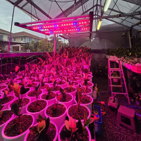 ? Lucius Grow Light works wonders! Shine bright, grow right!