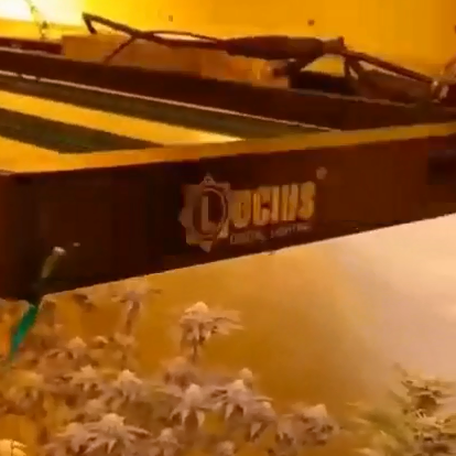 Check out how our 630W LED Grow Light helps plants grow strong