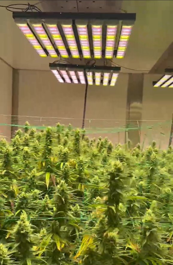 Check out this grow showdown! On the left, our Lucius 1200W LED Grow Light delivers stronger, healthier cannabis—beating out the Fohse 1200W LED Grow Light on the right in this customer feedback video!