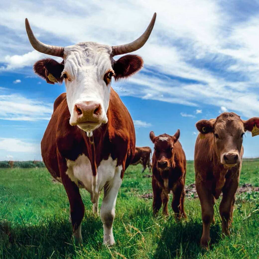 cattle-hero-jonas-koel-unsplash-nnxWQZTmoxQ.jpg