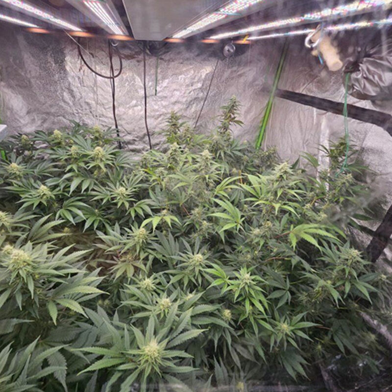 grow tent for cannabis 8.jpg