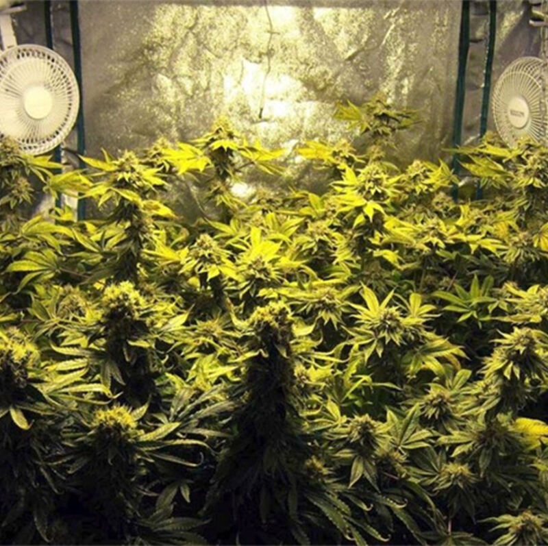 grow tent for cannabis 4.jpg