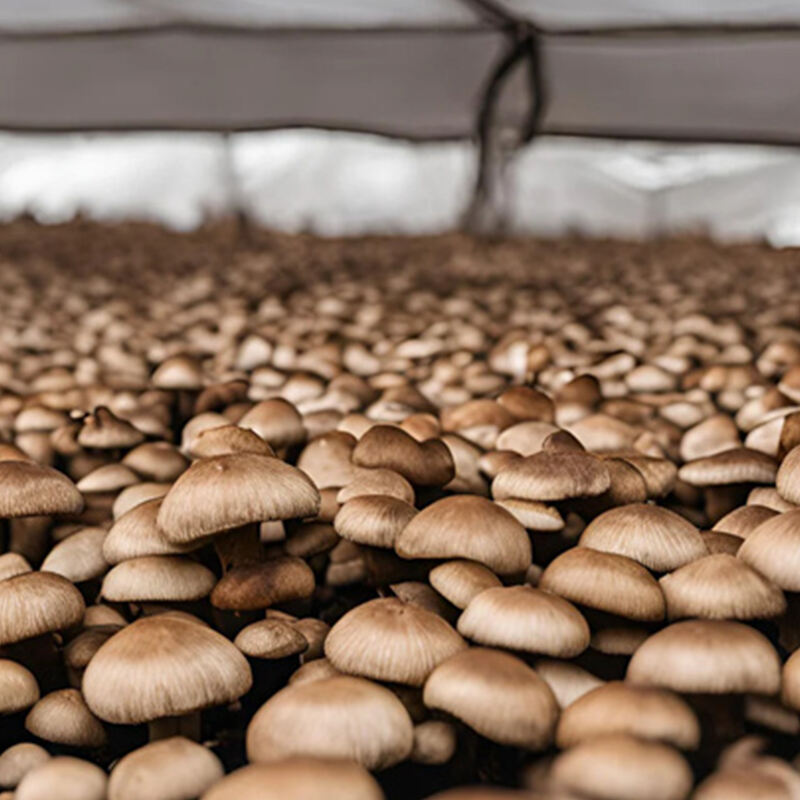 The benefits of growing cannabis ，mushroom，vegetable in a grow tent include: