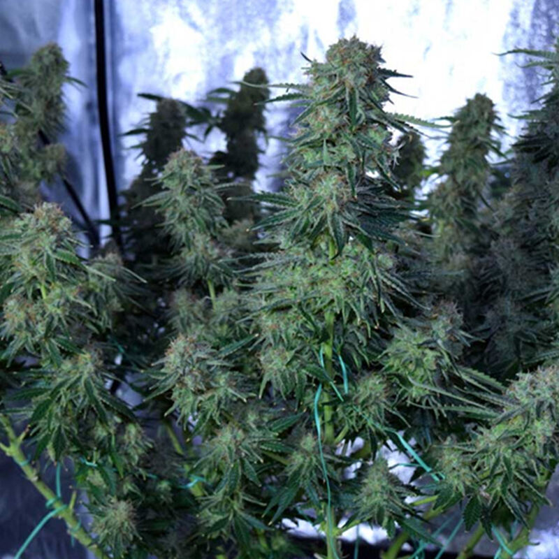 grow tent for cannabis 1(d9976aa4e6).jpg