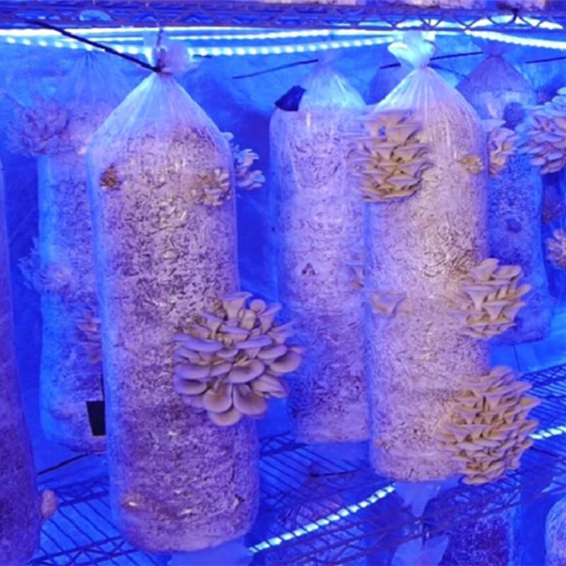 grow tent for mushroom 4.jpg