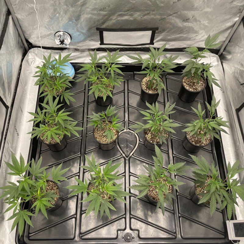 grow tent for cannabis 7.jpg