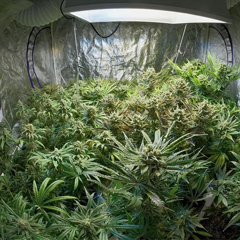 grow tent for cannabis 3.jpg