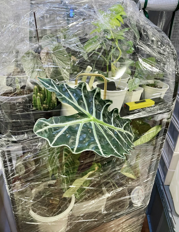 Keeping your floral displays fresh and vibrant with the magic of plastic wrap