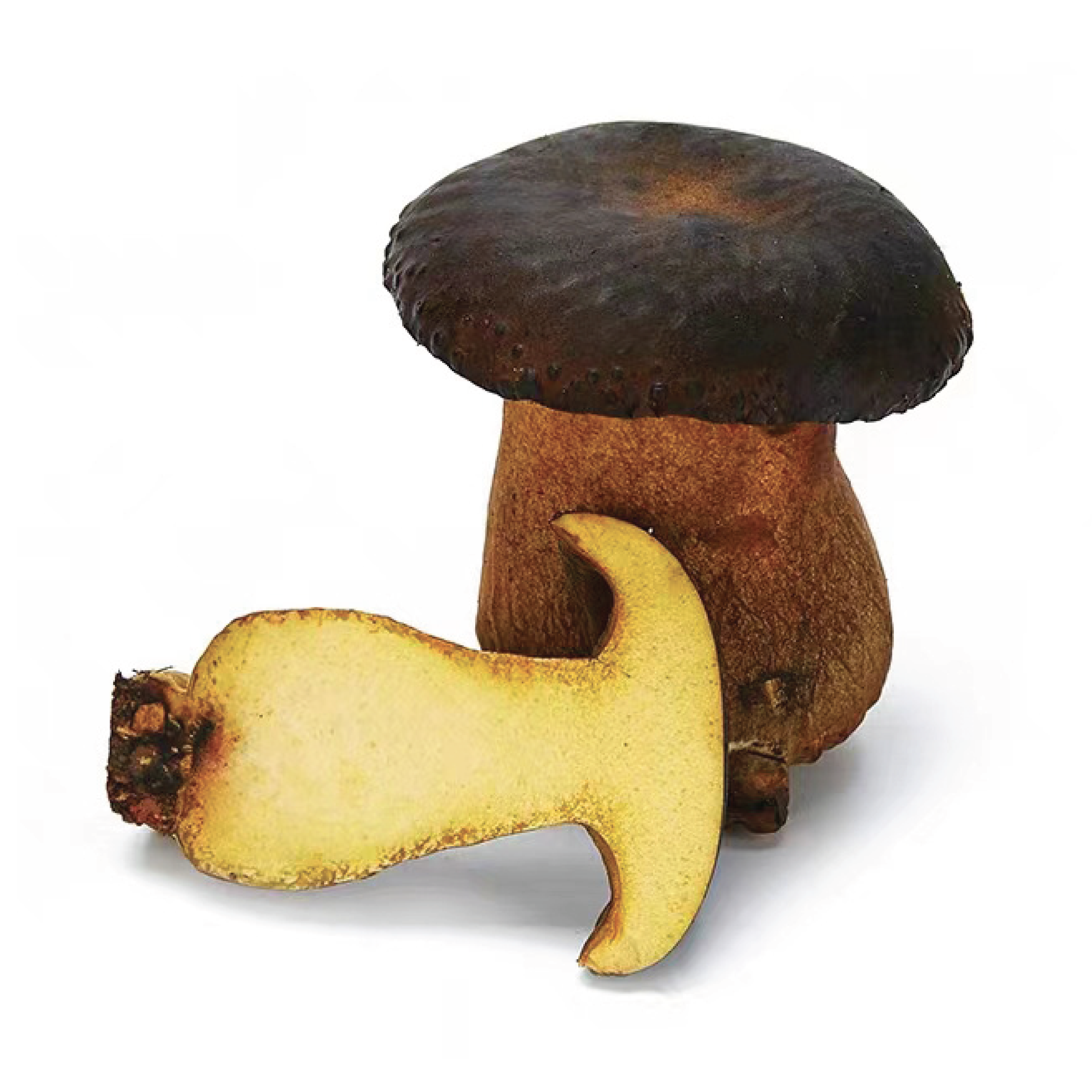 Funghi Porcini: Il Sapore - Gemma Culinaria Intensa