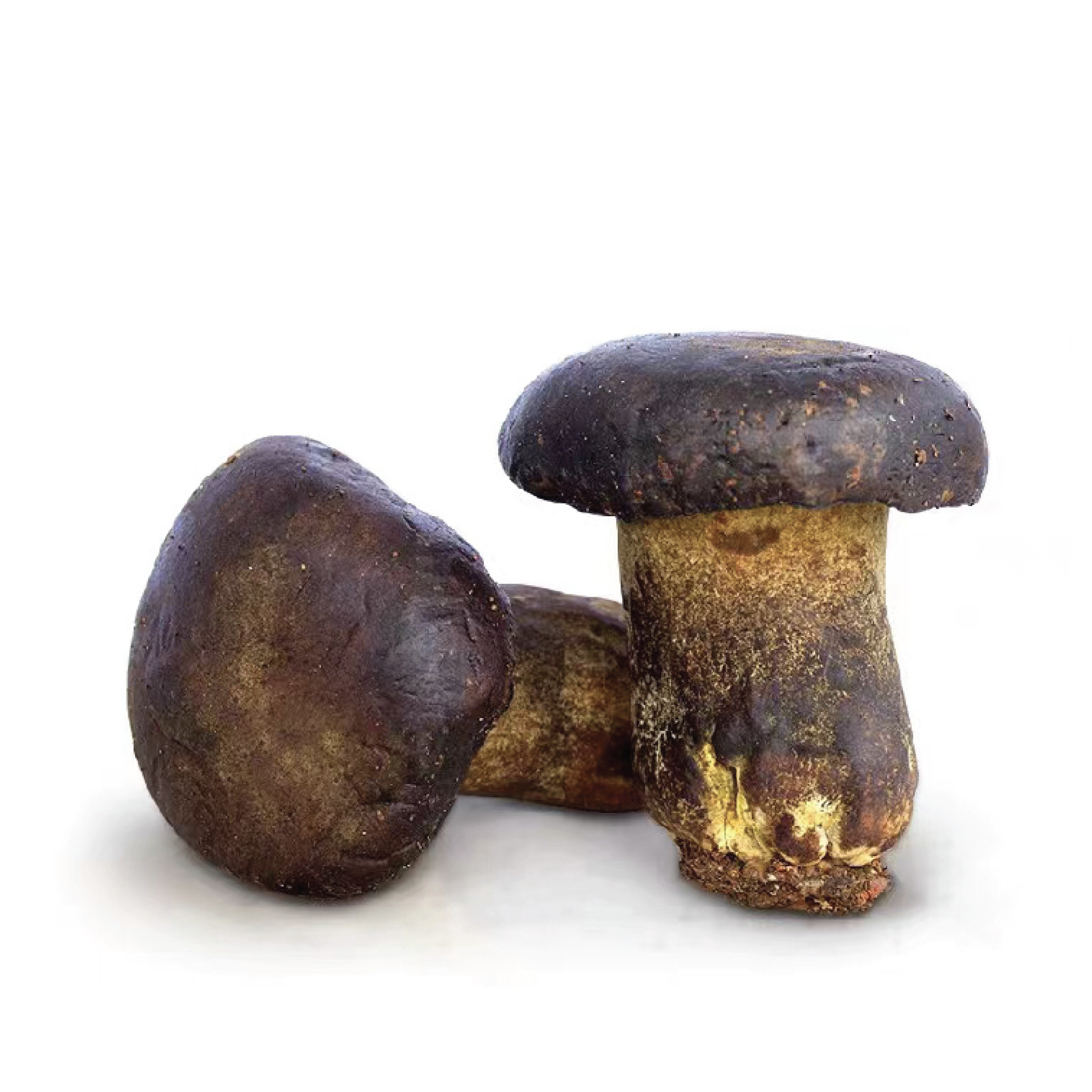 Funghi Porcini: Il Sapore - Gemma Culinaria Intensa