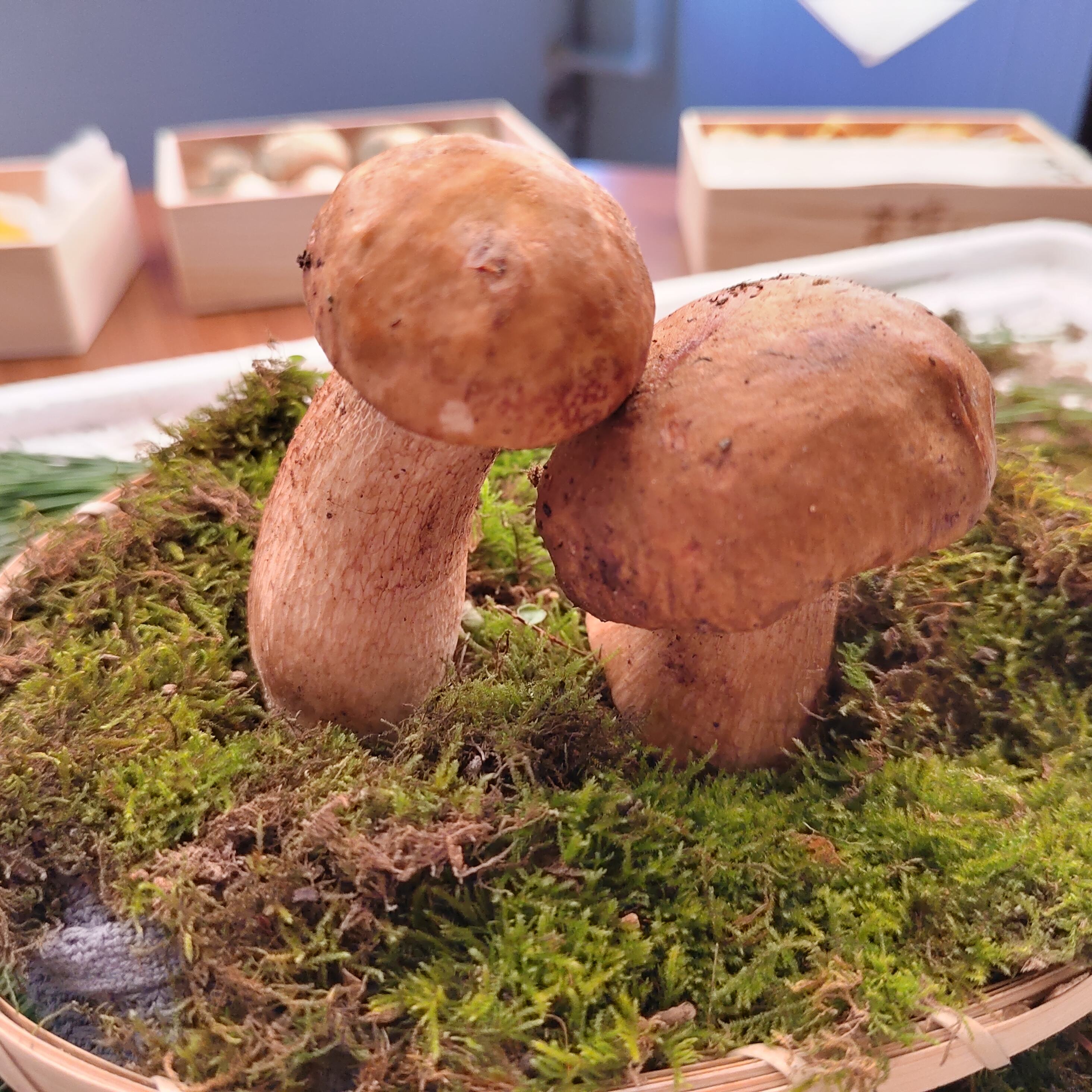 Funghi Porcini: Il Sapore - Gemma Culinaria Intensa