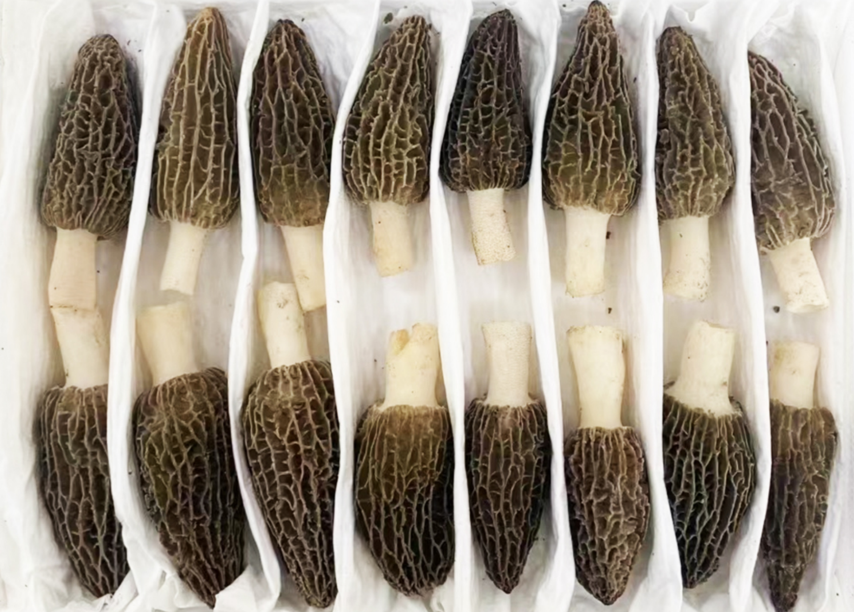 Ποια είναι τα κριτήρια για το χονδρικό εμπόριο υψηλής ποιότητας μορέλων;