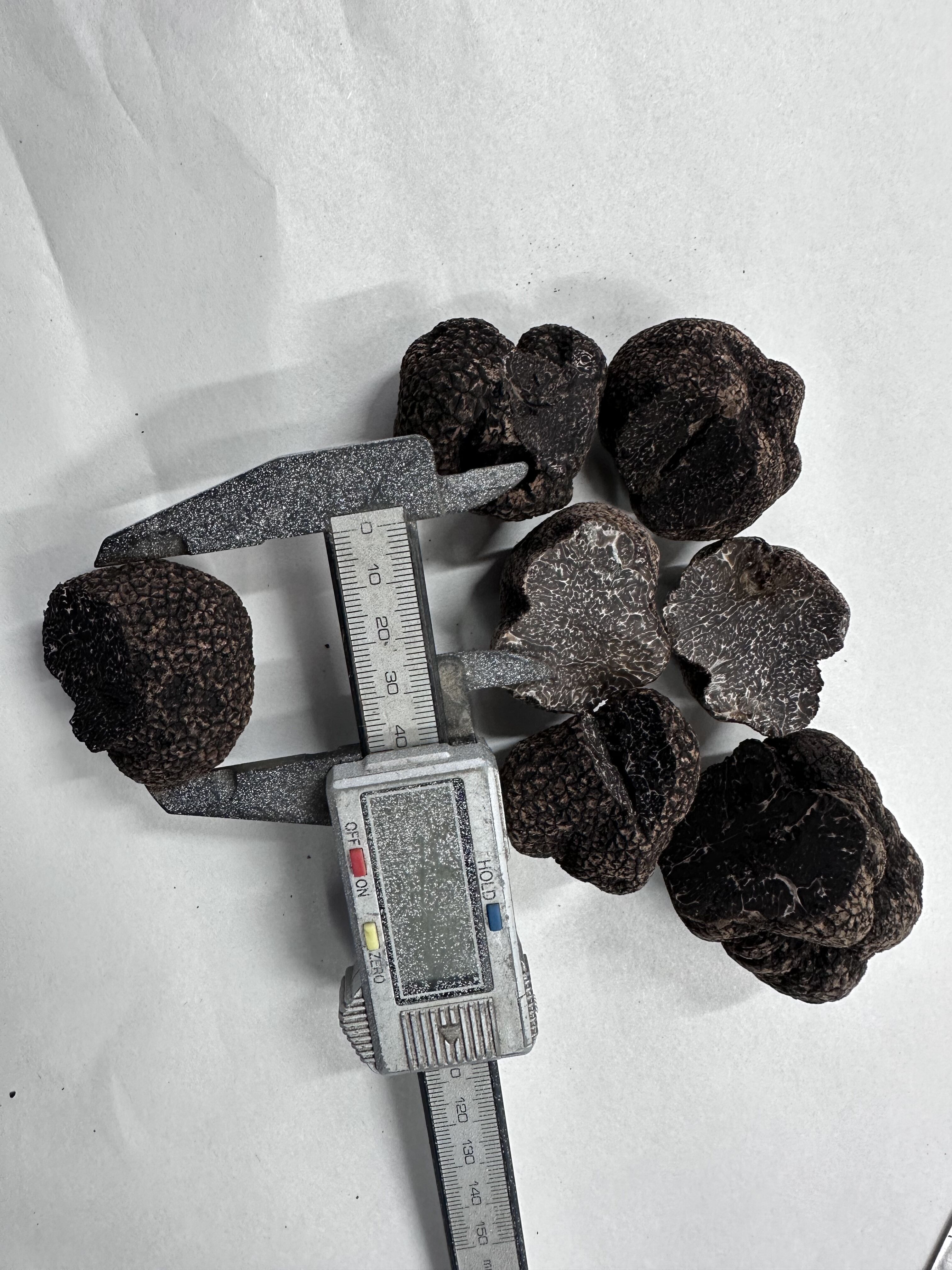 How long can cold chain black truffle last?