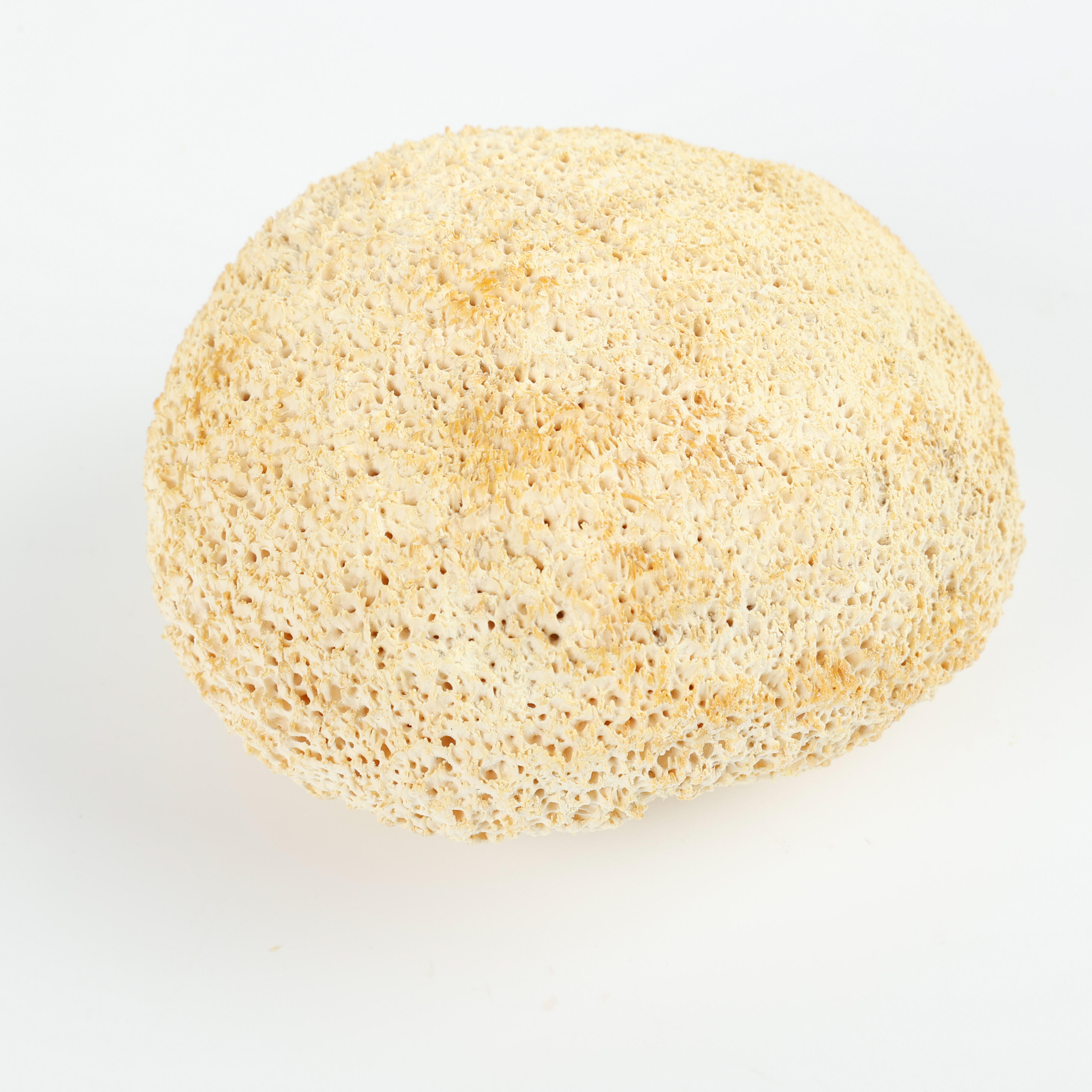 Lions Mane Mushroom: A Nutritional and Gastric - Health Marvel