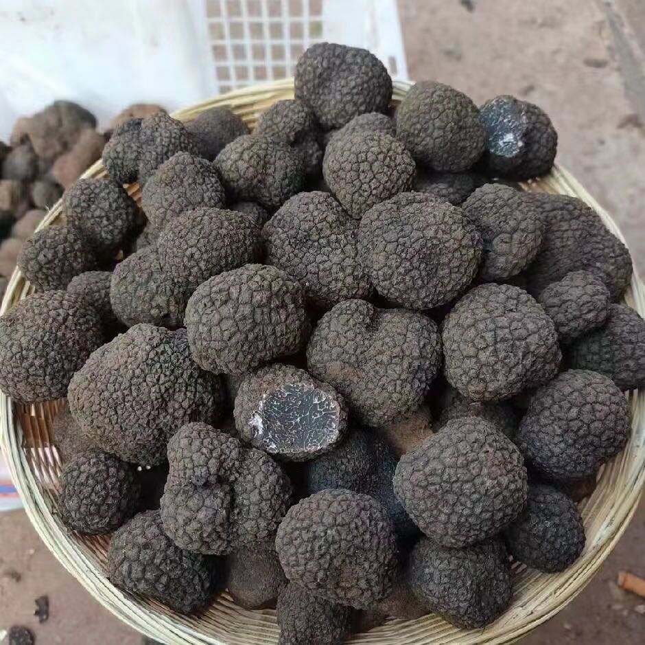 Is zwarte truffel geschikt voor export via de koudeketen?