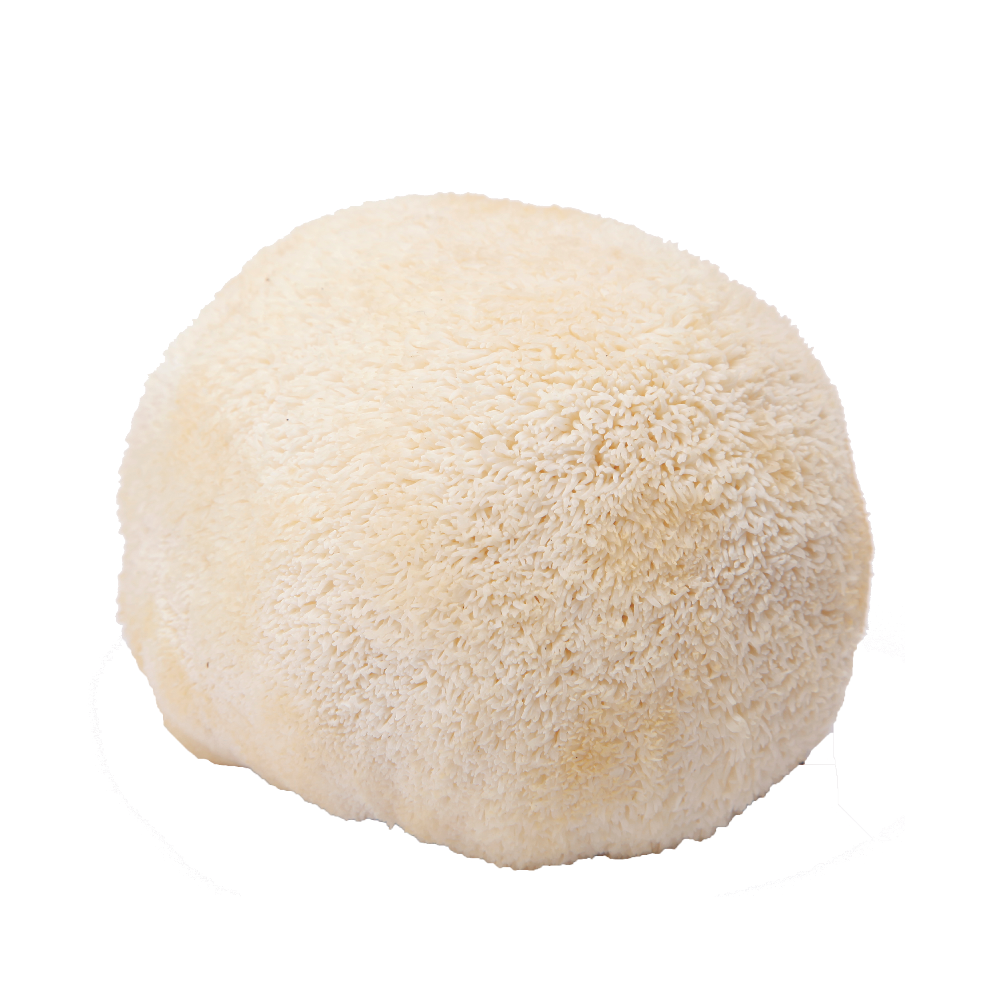 Löwenmähnenpilz (Hericium Erinaceus): Die gaumenschonende Delikatesse