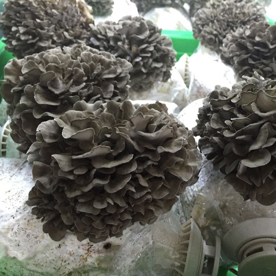 Maitake: El Asombroso Hongo que Promueve la Salud