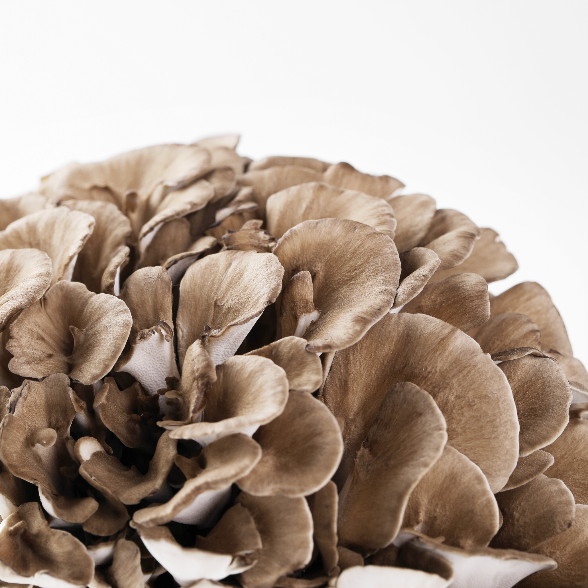 Shanghai Detan Mushroom&Truffles Co., Ltd.