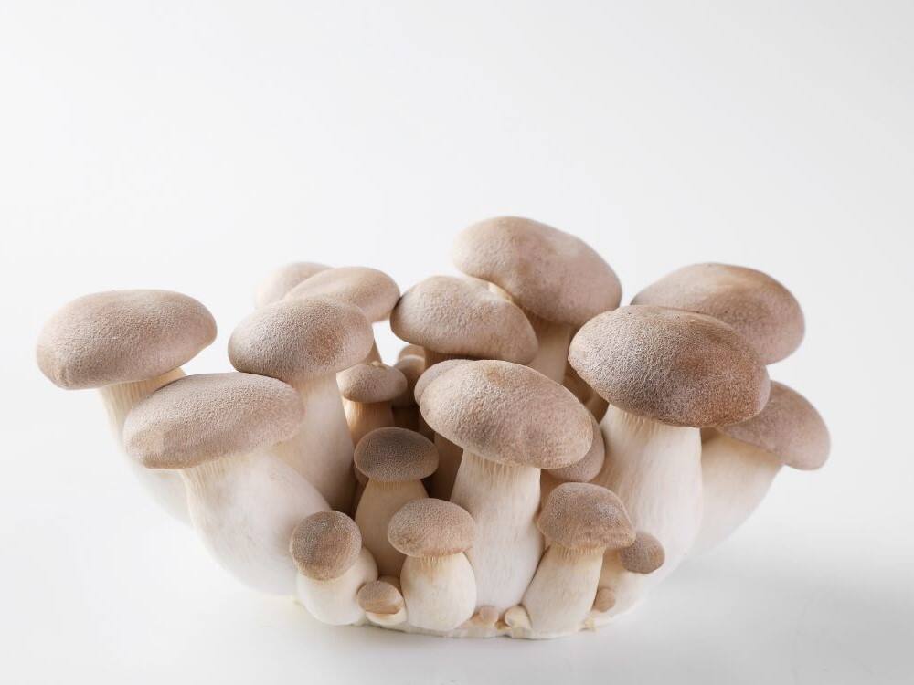 The Benefits of Mushroom Protein3.jpg