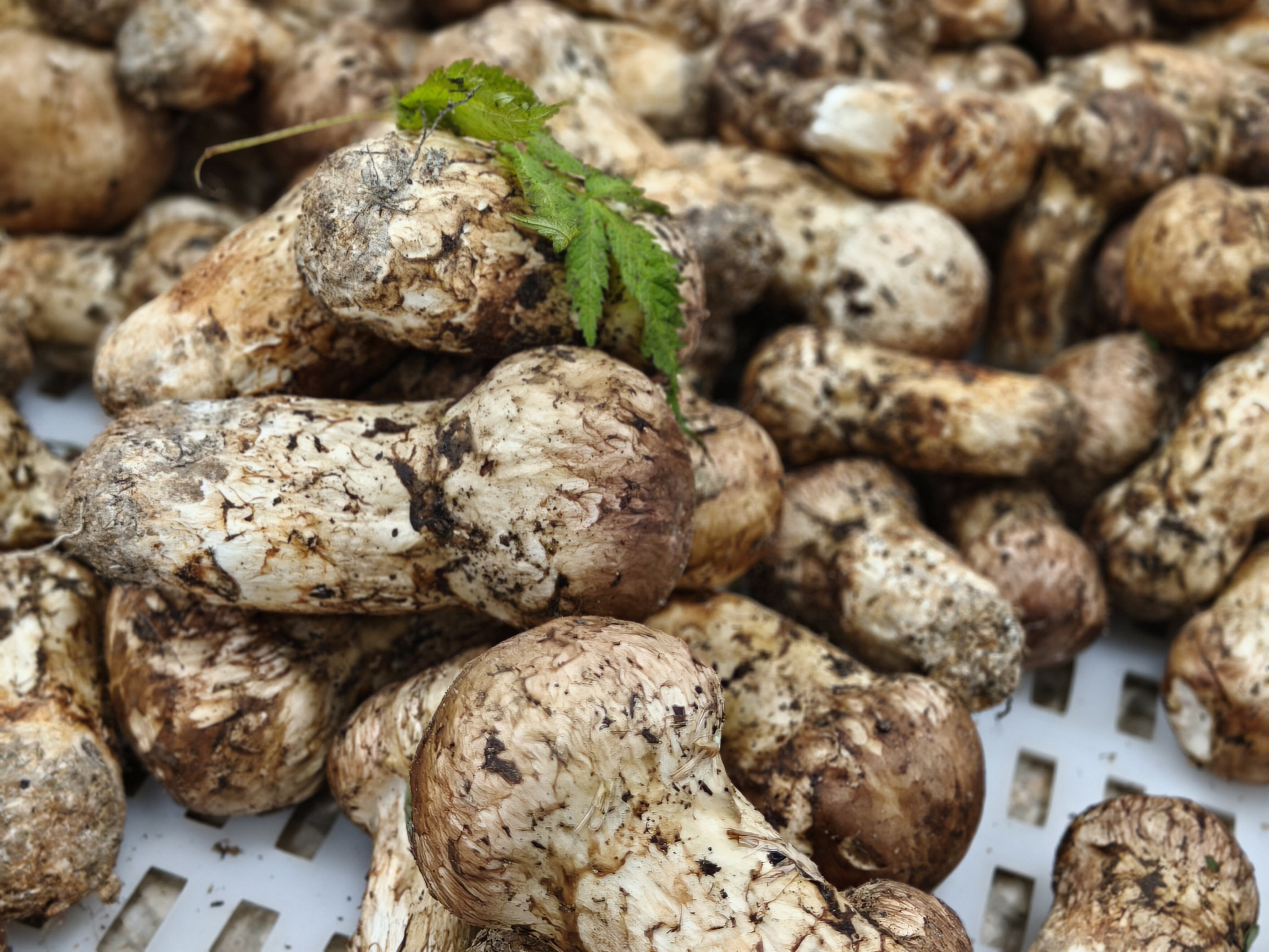 How to cook matsutake to be both delicious and healthy?