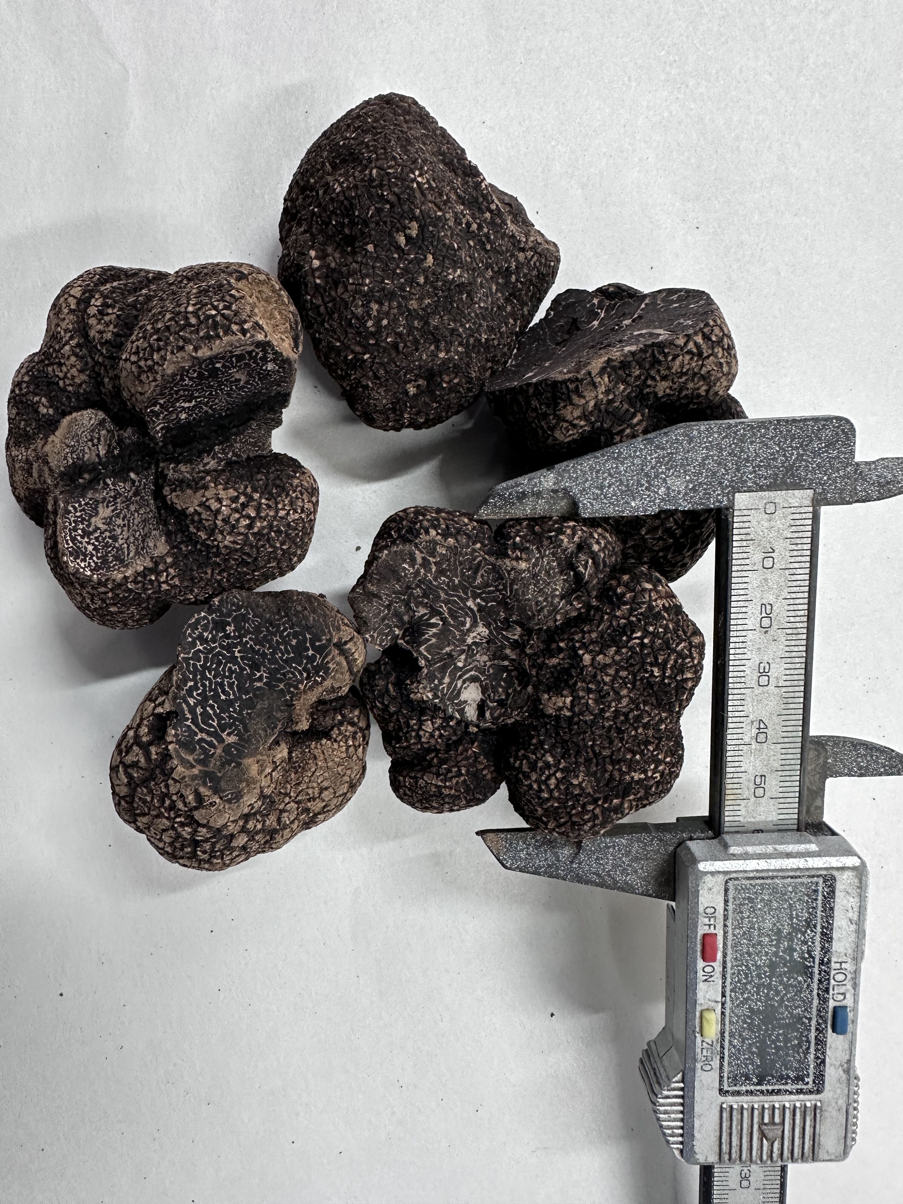 Hoe zorgt u voor de versheid van zwarte truffels in grootschalige leveringsketens?