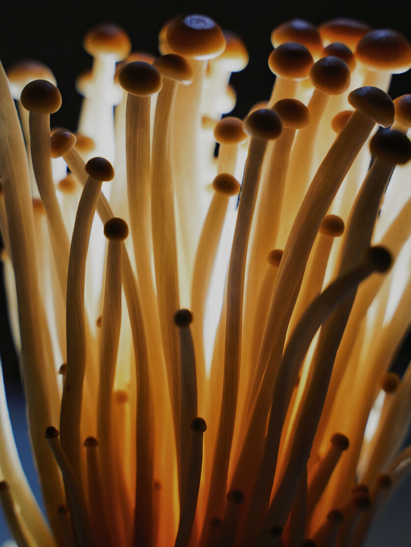Enoki Mantarı: Besleyici ve Mutfak Uygunluğunda Ince, Nazik Mantar