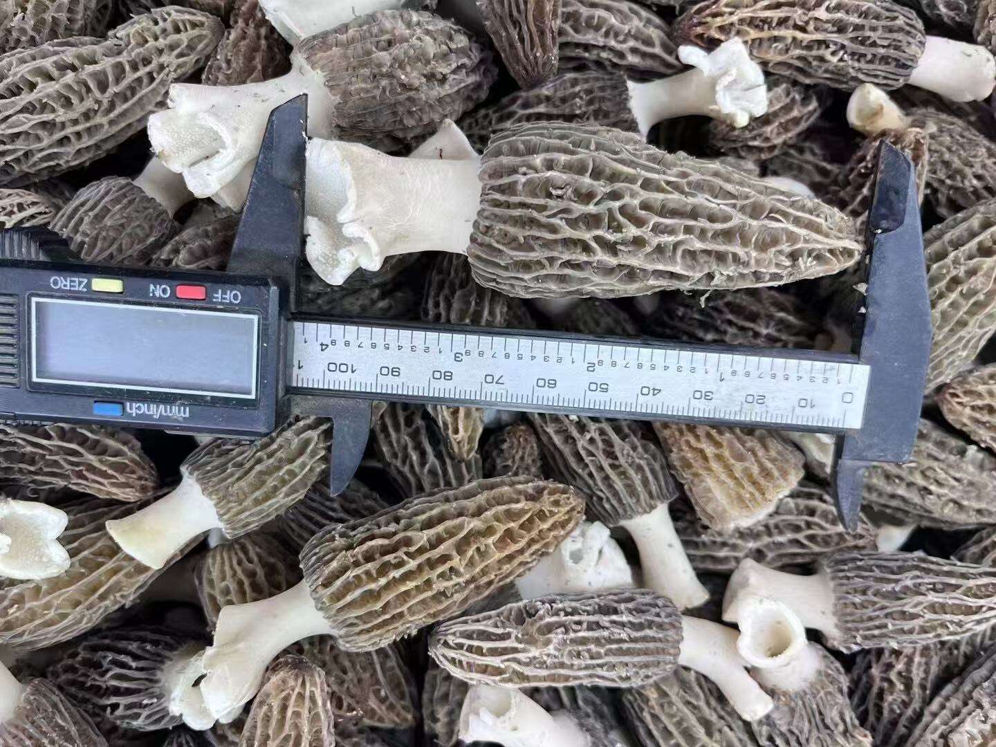מורל: הנעימה הייחודית והטעימה הגסטרונומית