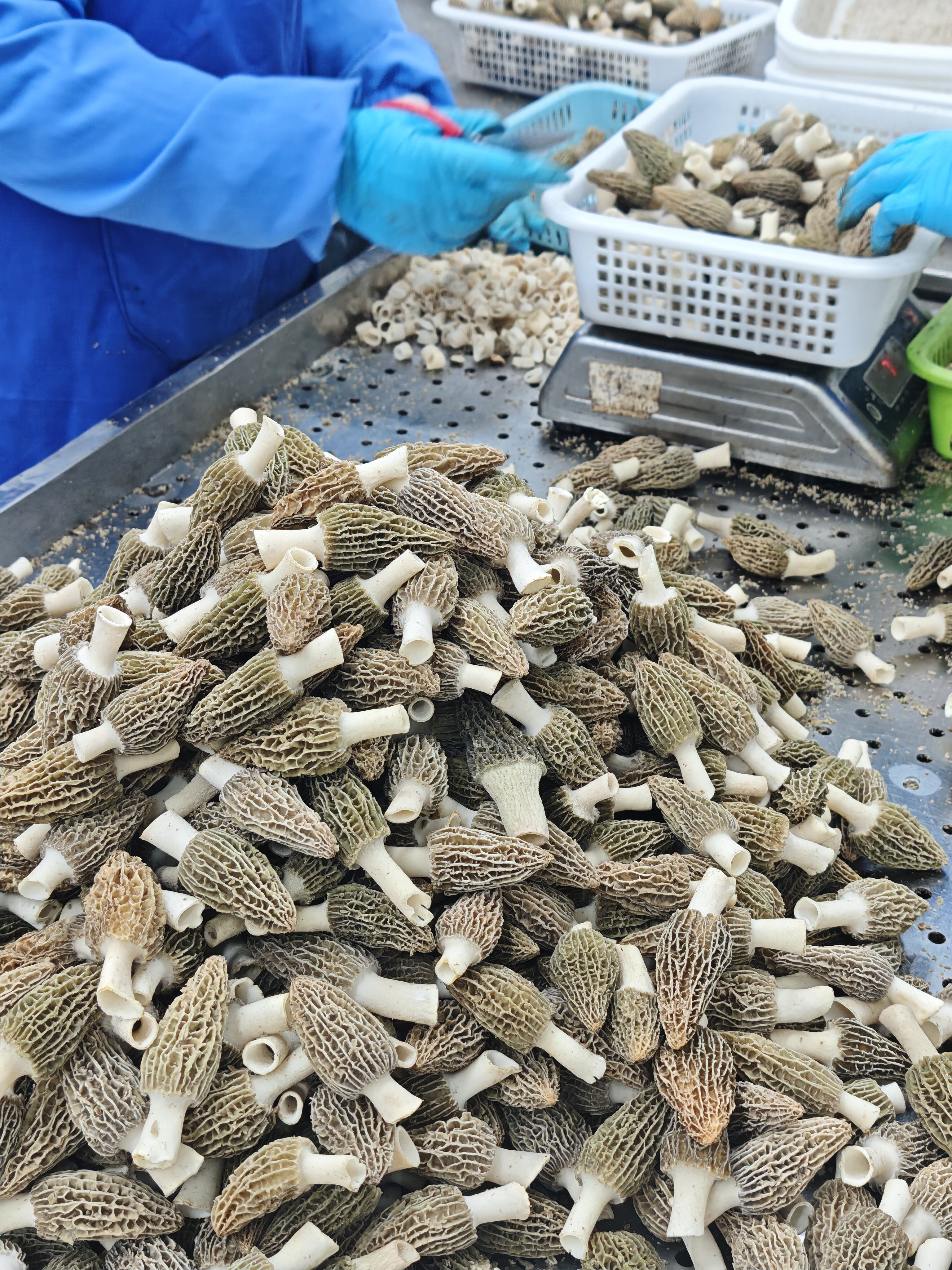 事業向けバイヤーは、短納期で新鮮なモレルをどこで調達できますか？