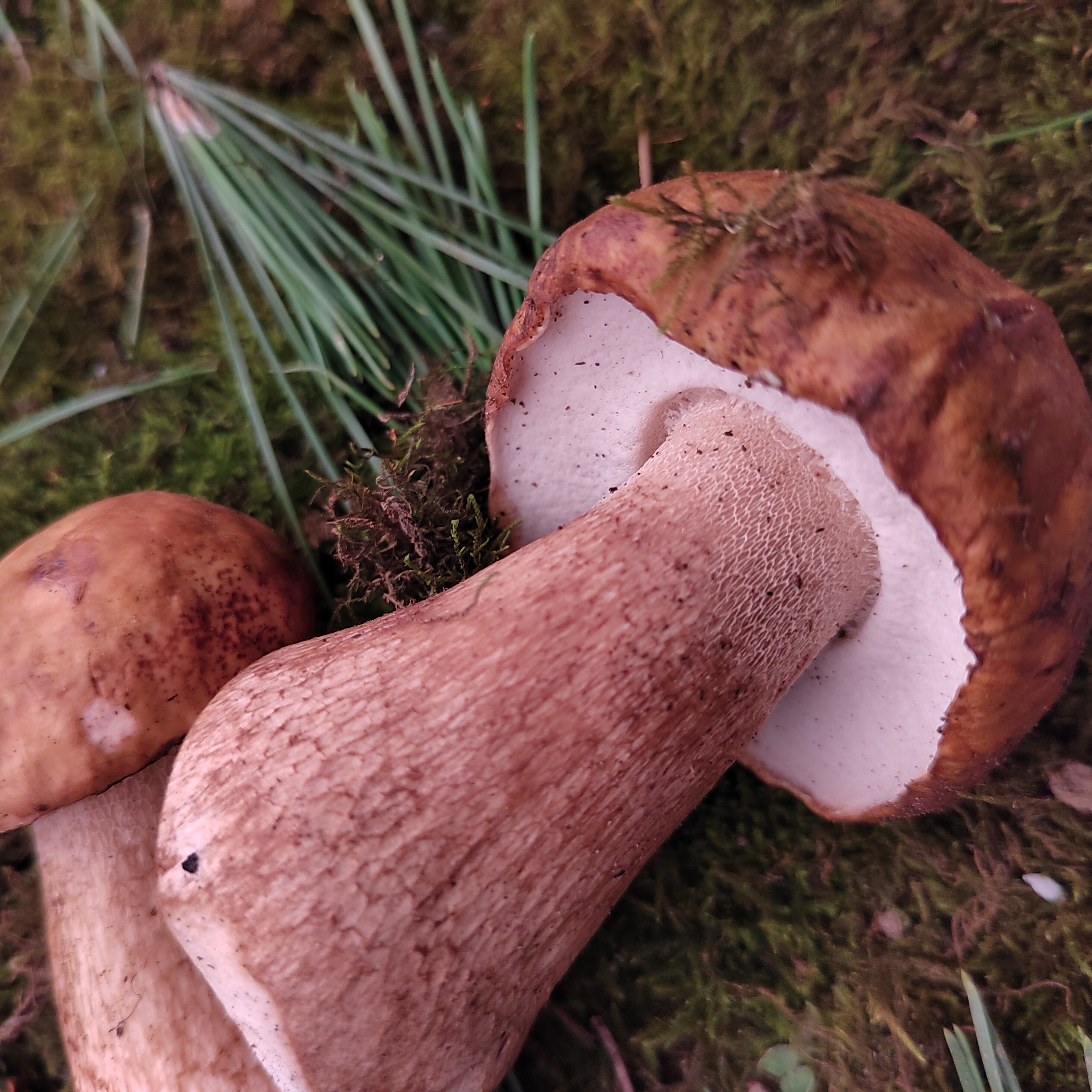Boletus Edulis: Il Re dei Funghi