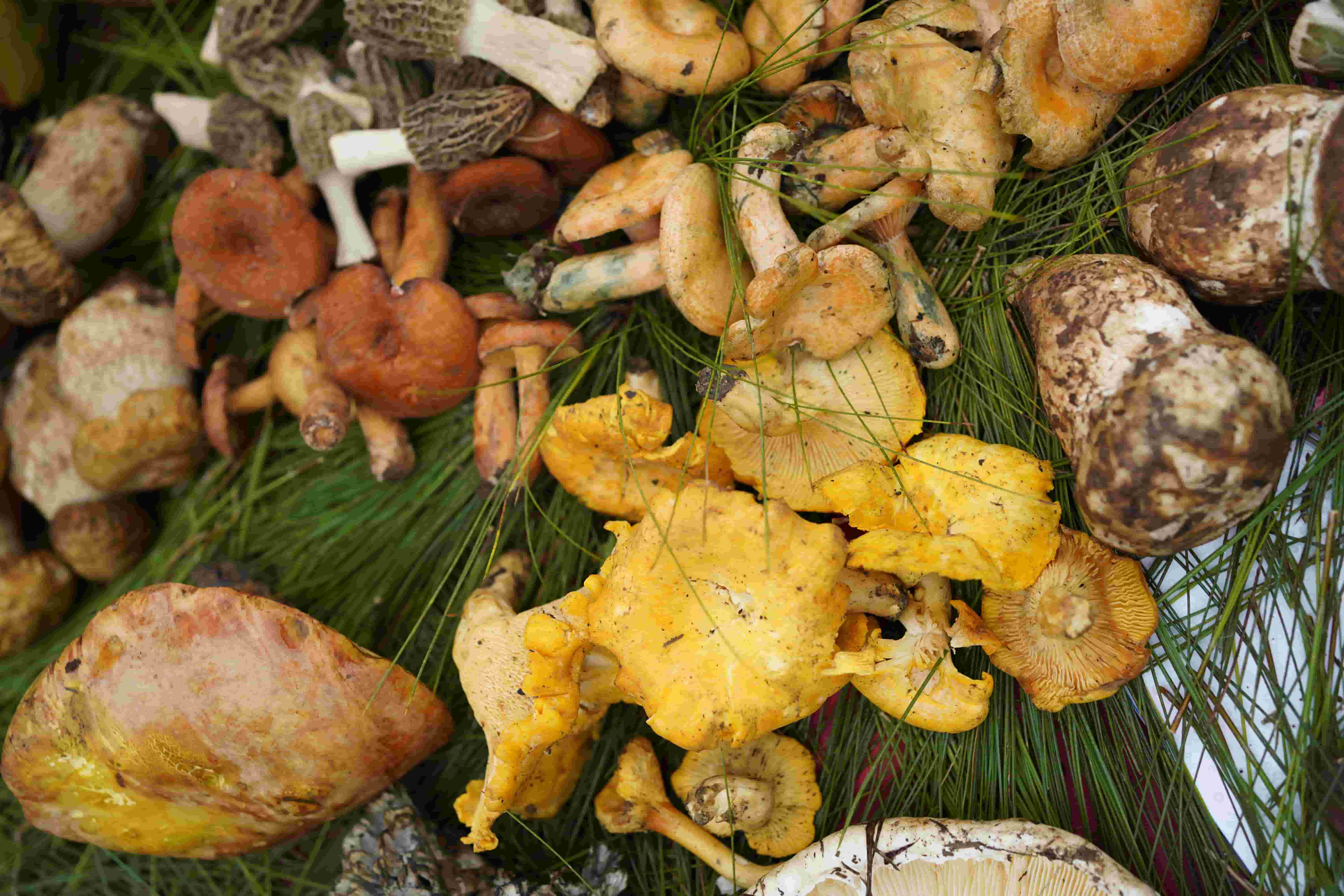 Chanterelle: The Aromatic Golden Mushroom