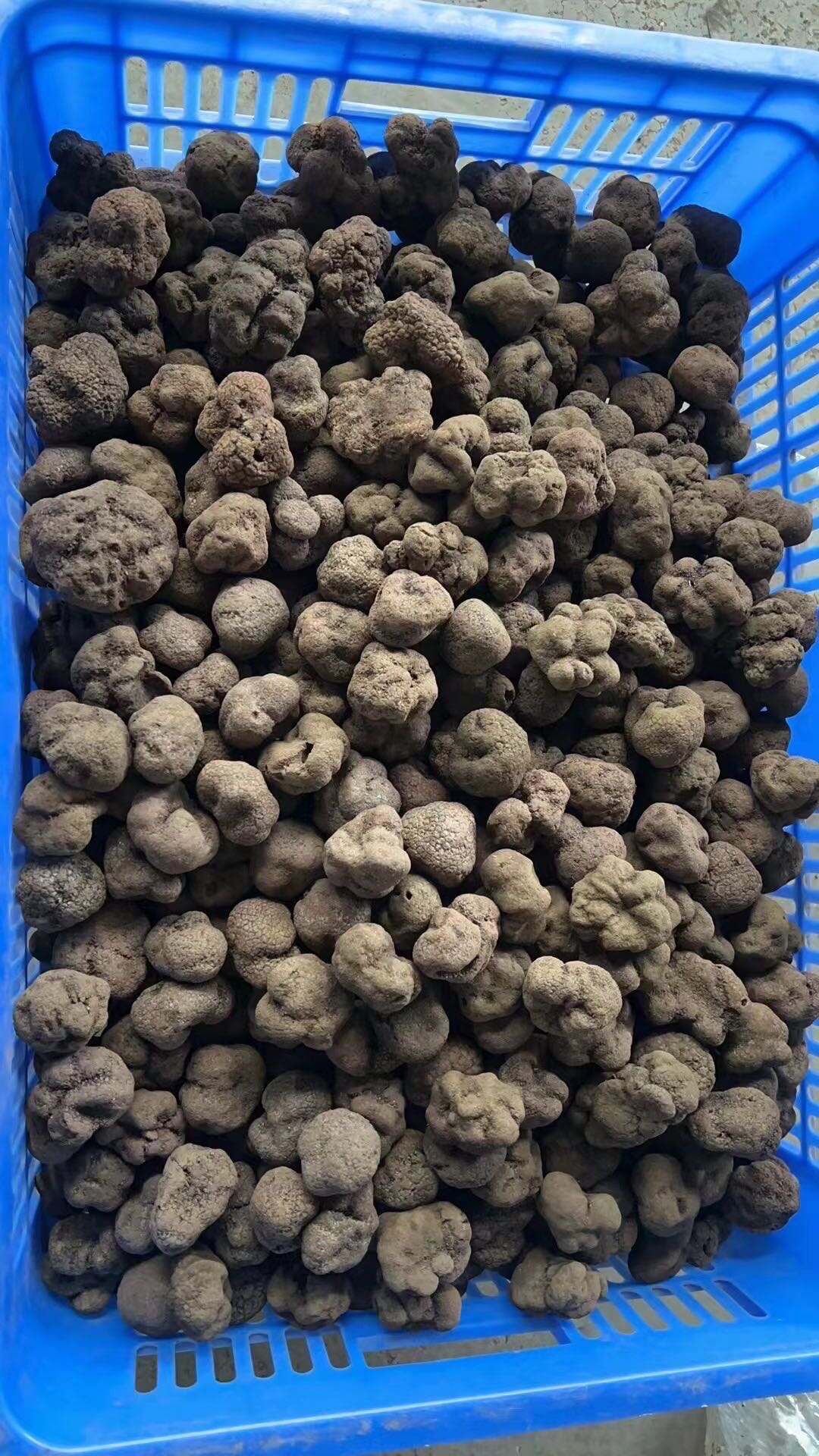 Can cold chain logistics guarantee black truffle quality?