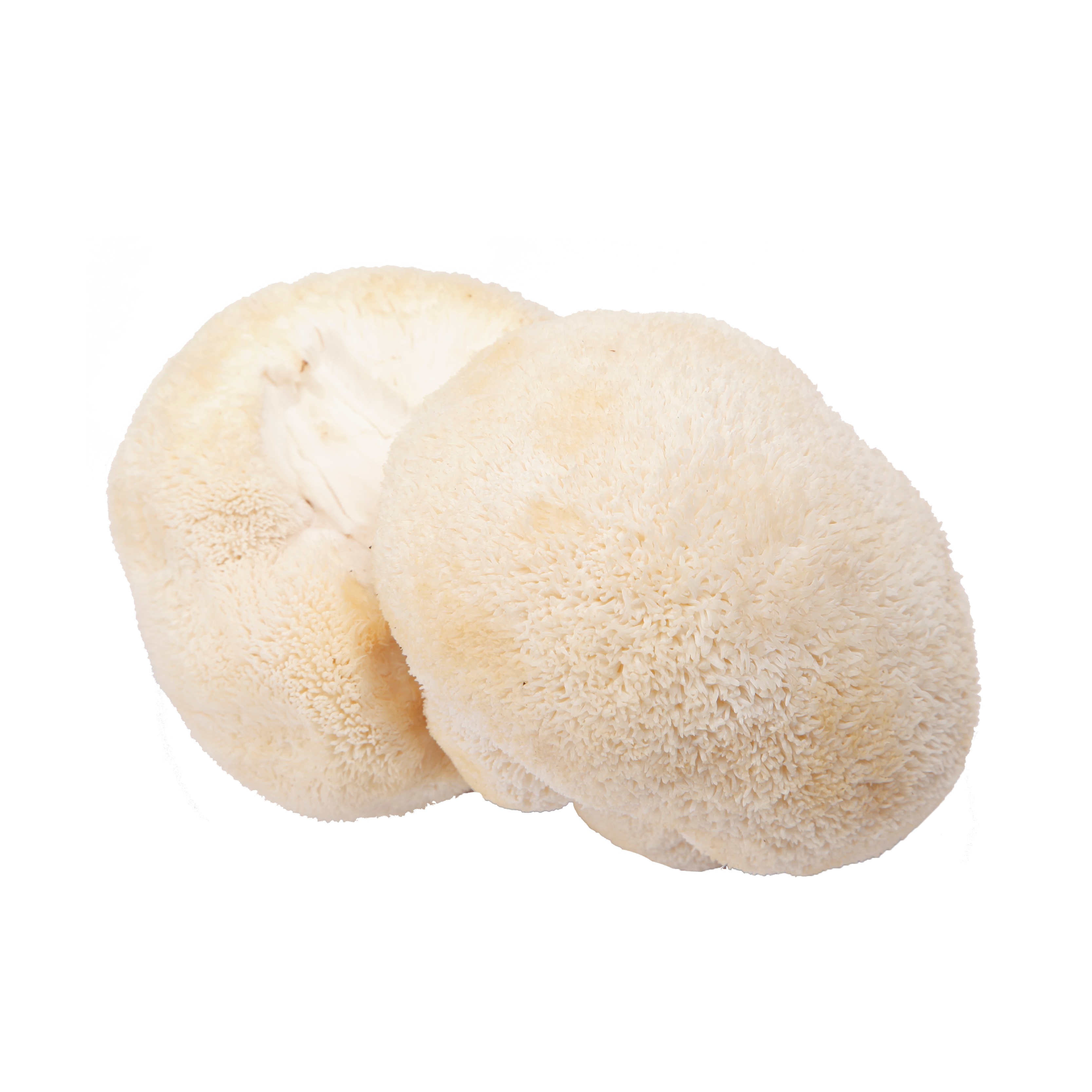 Lions Mane Mushroom: A Nutritional and Gastric - Health Marvel